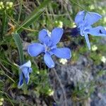 Gentiana orbicularis Anders