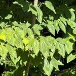 Cornus kousa 葉