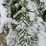 Tsuga canadensis List