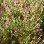 Centaurium tenuiflorum Цветок