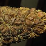 Sclerosperma mannii Frucht