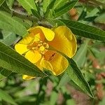 Ludwigia grandiflora Fula