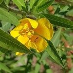 Ludwigia grandiflora Blomst