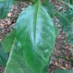 Aphelandra arborea Feuille