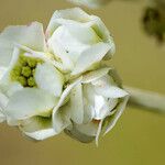 Hymenopappus artemisiifolius Квітка
