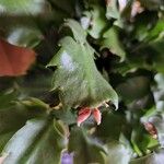 Schlumbergera bridgesii Fulla