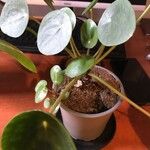 Pilea peperomioides Hostoa