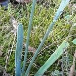 Galanthus elwesii Blad