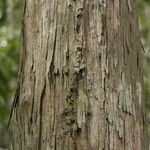Chaetocarpus schomburgkianus Corteza