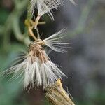 Hieracium prenanthoides Ffrwyth