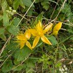 Hypericum hircinum Flors