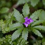 Cardamine glanduligera Flors