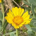 Hertia cheirifolia Bleunienn