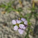 Erucaria hispanica Fleur