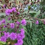 Vernonia noveboracensis Flower