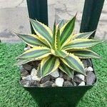 Agave lophanthaBlatt