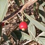 Eugenia punicifolia Fruit