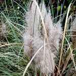 Cortaderia selloana (Autre)