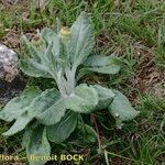 Senecio provincialis Habit