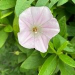 Calystegia hederacea Kvet