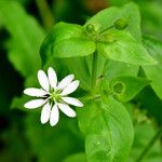 Stellaria aquatica ᱛᱟᱦᱮᱸ