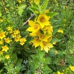 Lysimachia punctataКветка