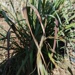 Cymbopogon nardus Blad