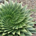 Aloe polyphylla Habitus