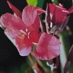 Canna iridiflora Квітка