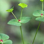Euphorbia dulcis Otro