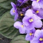 Streptocarpus ionanthus Лист