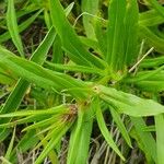 Conostomium quadrangulare Leaf