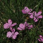 Dianthus glacialis Λουλούδι