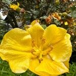 Fremontodendron californicum Кветка