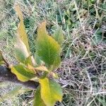 Lomatia hirsuta Leaf