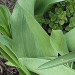 Tulipa agenensis Leaf