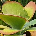 Kalanchoe tetraphylla Leaf