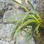 Campyloneurum angustifolium Yaprak