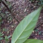 Leonia glycycarpa Blatt