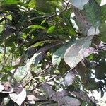 Pycnandra grandifolia Folla