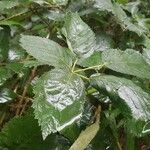 Rubus macrophyllus Blad