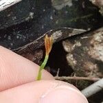 Actinostachys pennula Blüte