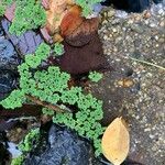 Azolla caroliniana Leaf