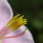 Osbeckia nutans Flower