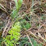 Peucedanum palustre Feuille