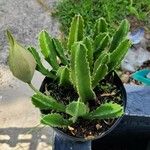 Stapelia giganteaBloem