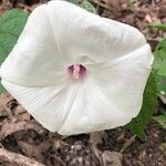 Ipomoea pandurata Květ