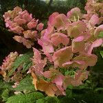 Hydrangea quercifolia 花