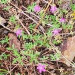 Geranium viscosissimum Kukka