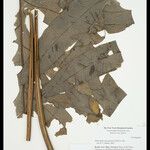 Phlebodium decumanum Leaf